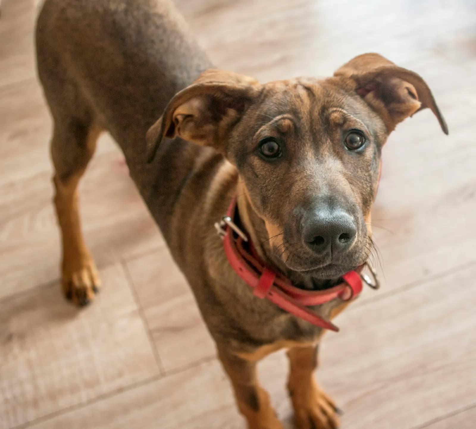 A short-haired mixed-breed dog standing on a wooden floor at home, looking up at the camera.